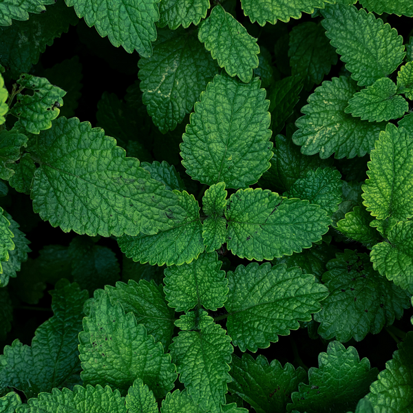 Benefits of Peppermint Oil and Oregano Leaves