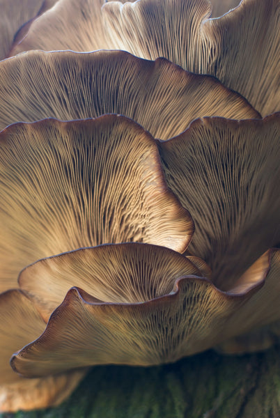 Dynamic nature of Reishi in Hair and SkinCare Products