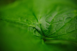 A close-up of a vibrant green leaf.