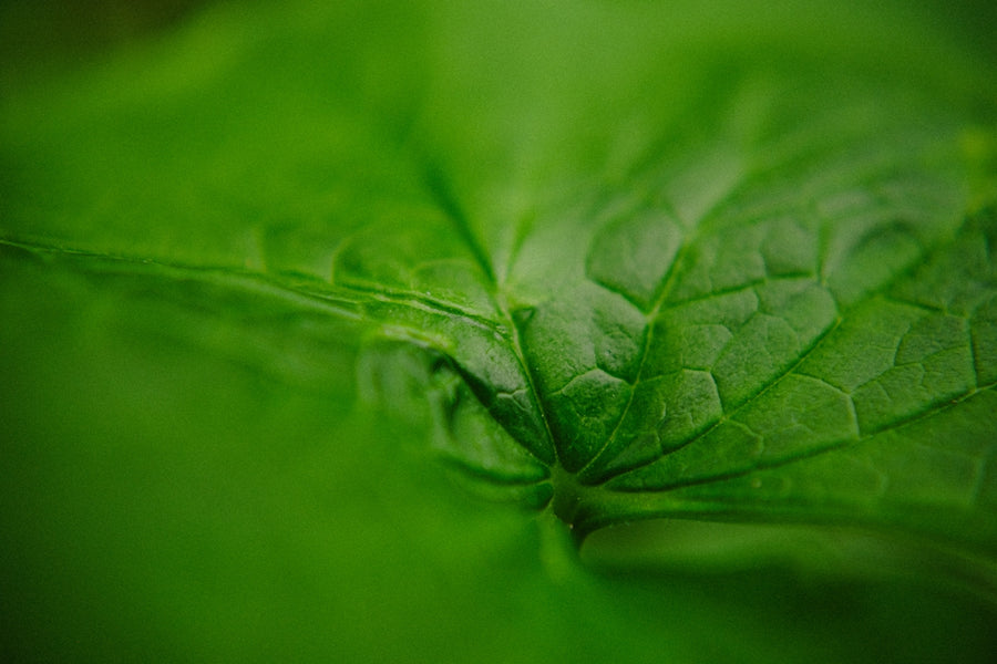 Understanding the Botanical Skincare Revolution and Its Benefits